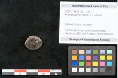 Foto (Objekt + Etikett) von Phymatocaryon mackayi F.V. Mueller (NHMW-GEO-2024-0188-10459)